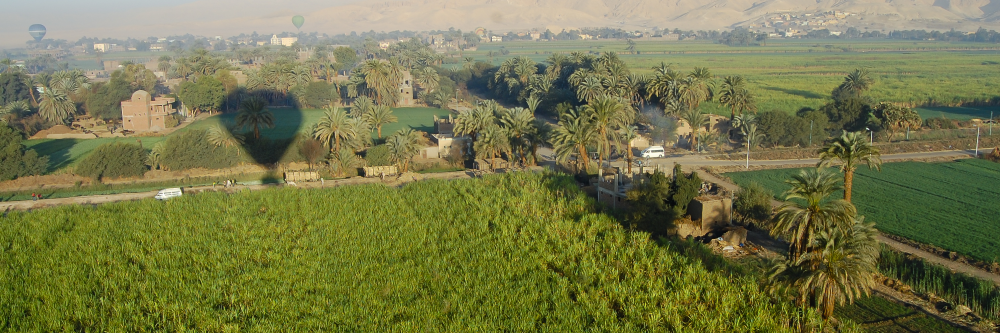 Green fields with palm trees and a shadow of a hot air balloon.