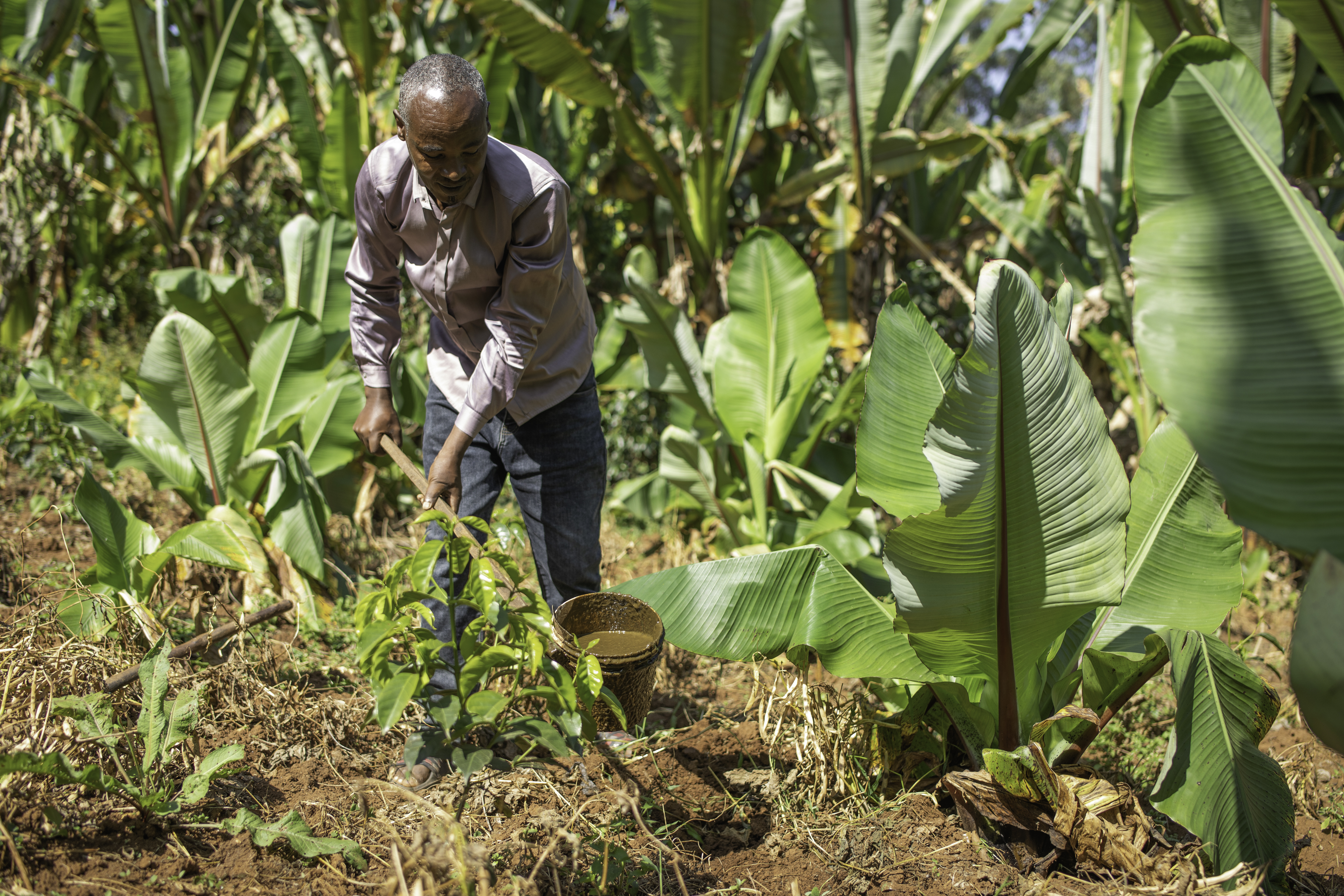 Farmer pours bio-slurry from biogas digester onto his farm to enrich the soil.
