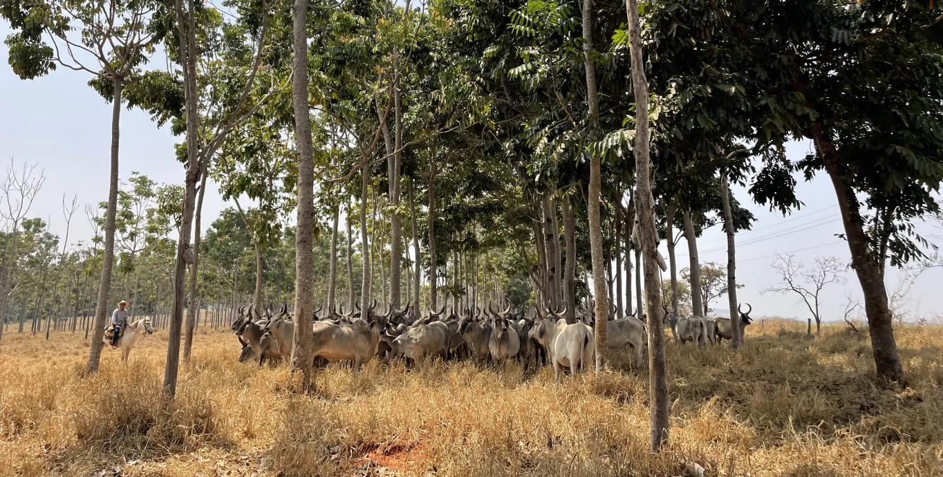 Herd of cattle in field of yellow grass under green trees