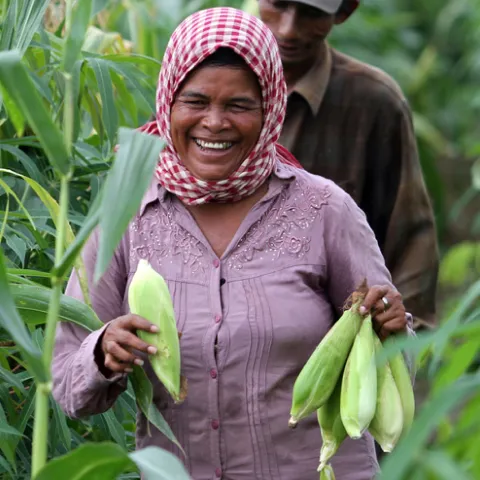 Woman smiling, standing in field holding cobs of corn/maize.