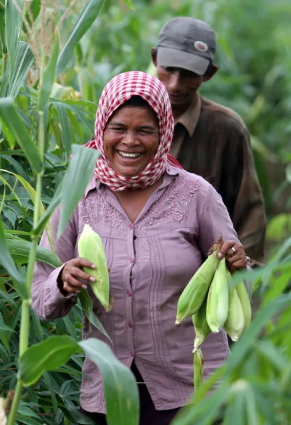 Woman smiling, standing in field holding cobs of corn/maize.